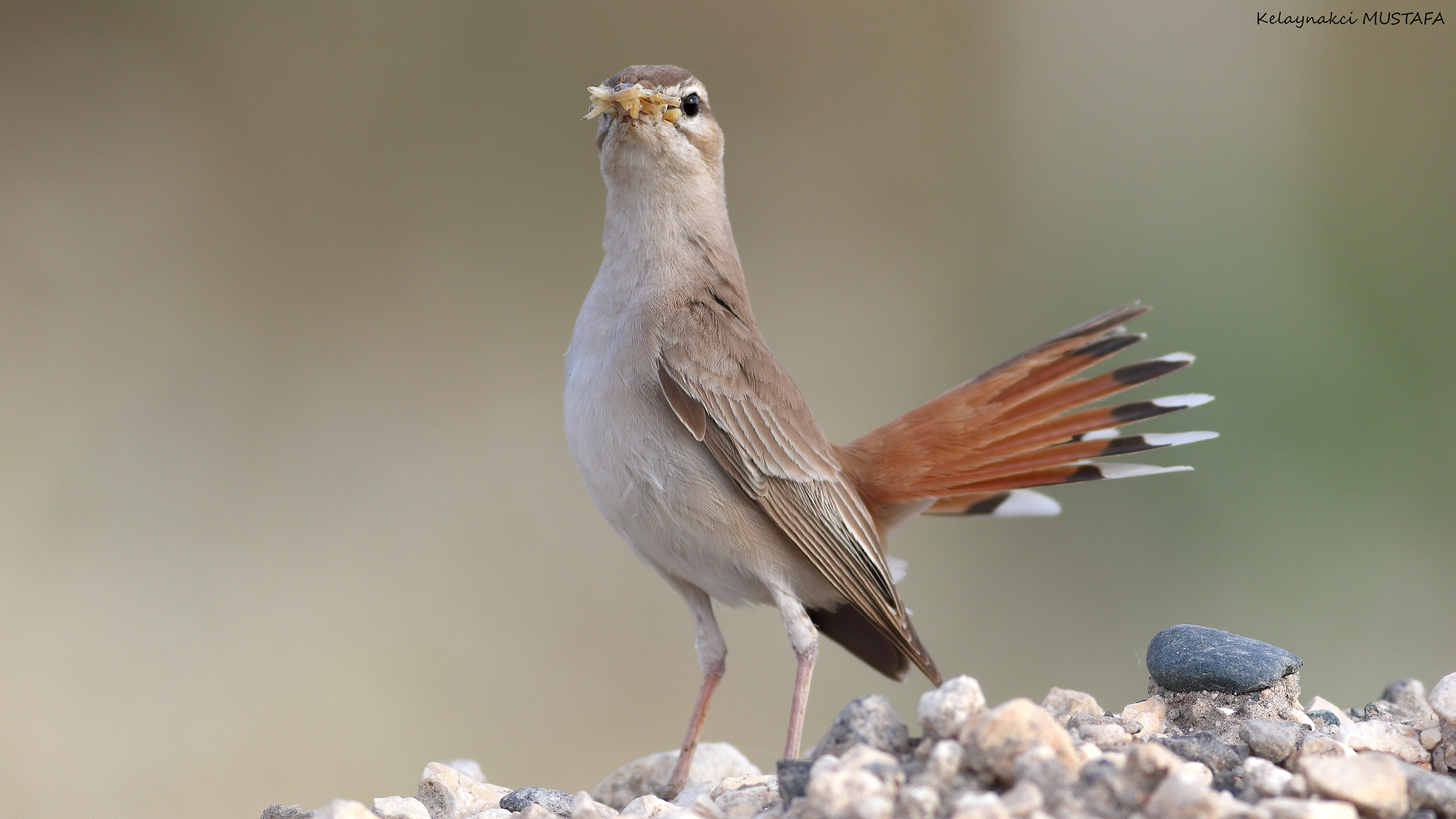 Rufous-tailed Scrub-Robin